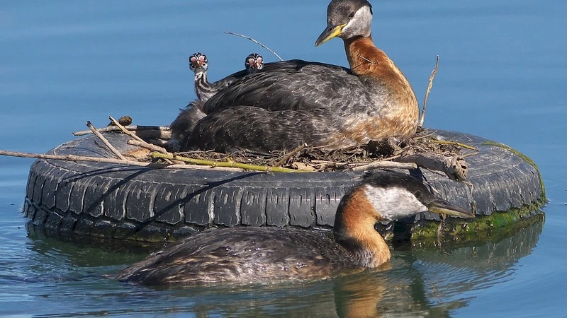В каждом районе Сахалинской области сделают площадки для сбора строительного мусора и покрышек