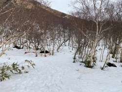 СК организовал проверку по факту гибели мужчины от лап медведя на Курилах