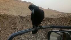Сахалинец снял на видео «разговор» ворона с водителем БелАЗа