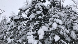 Прогноз погоды на Сахалине и Курилах 1 декабря: небольшой снег и слабый ветер