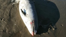 На побережье в Поронайске выбросило морское животное 