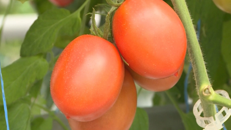 Сельсовет. Выпуск от 5 ноября