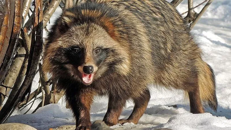 В бухте Бурунной сахалинец один на один встретился с енотовидной собакой