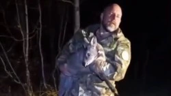 Краснокнижную кабаргу спасли в Южно-Сахалинске