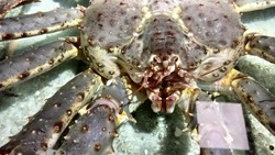 Крабовые квоты на Сахалине и Курилах снова выставили на торги со скидкой