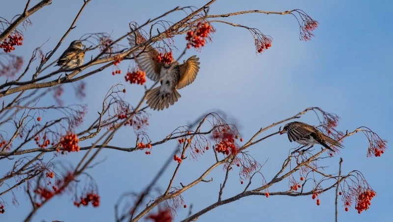 Вестники тепла: дрозды заполонили сквер у театра в Южно-Сахалинске