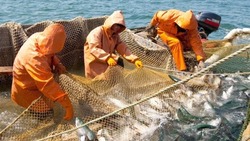 На Сахалине введут в действие очередные рыбоучетные заграждения 