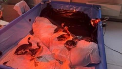 Волонтеры с Сахалина помогают коллегам из Краснодарского края справиться с экологической катастрофой