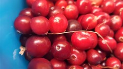 «Как виноград!». Размер царь-ягоды удивил жителей Сахалина