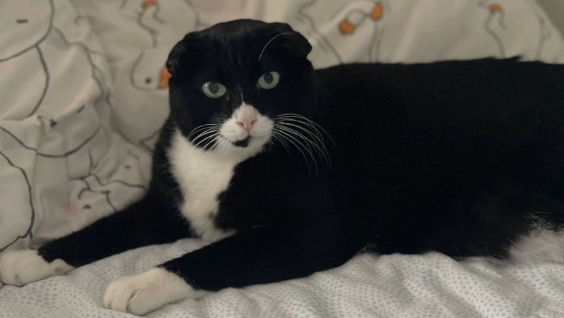 Кот, переживший ад: как восемь лет скитаний привели Витамина в любящую семью на Сахалине