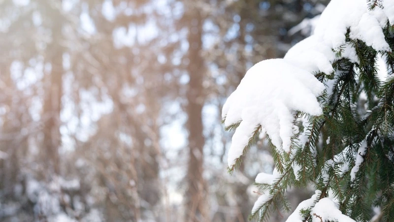 Синоптики рассказали, какая погода будет в Сахалинской области 29 декабря