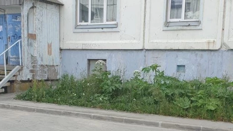 «Пусть дети обжигаются!». Заросли борщевика не успевают убирать в Корсакове