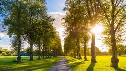 «Тотальное облысение»: Вишневский назвал причину исчезновения деревьев во дворах