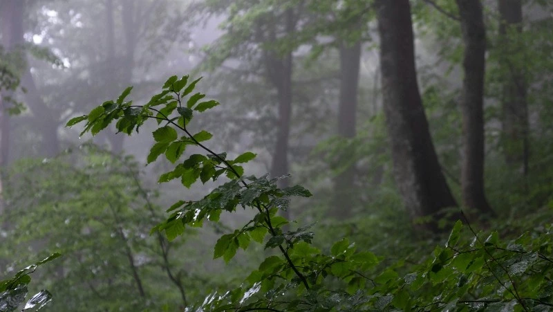 Дождь и туман ждет жителей Сахалина и Курил 21 июня