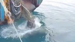 Видеофакт: наглый сивуч на Курилах объедает рыбаков