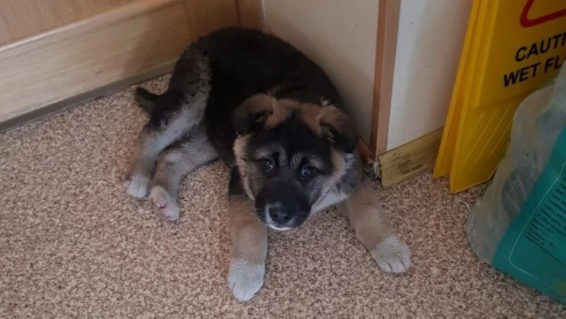 Неизвестные подкинули щенка в библиотеку Долинска утром 7 февраля