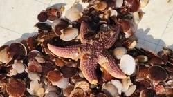 Сахалинскую область назвали одним из самых привлекательных регионов России для развития марикультуры