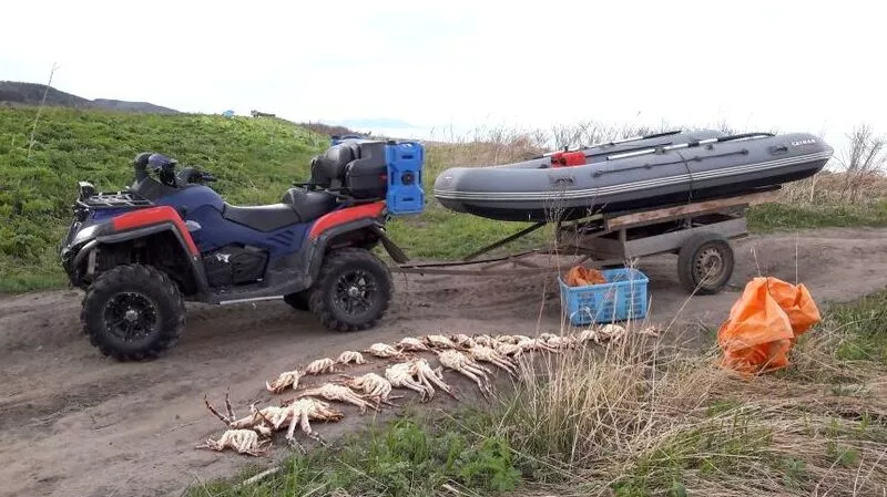 На Сахалине активизировалась браконьерская добыча краба