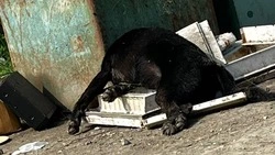 Труп собаки обнаружили на мусорной площадке в СНТ Южно-Сахалинска