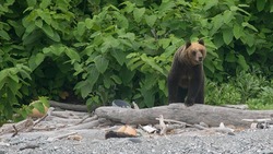 Сотрудники заповедника «Курильский» насчитали 87 особей бурого медведя на Кунашире 