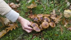 Календарь грибника-2025: когда собирать и заготавливать лесные дары