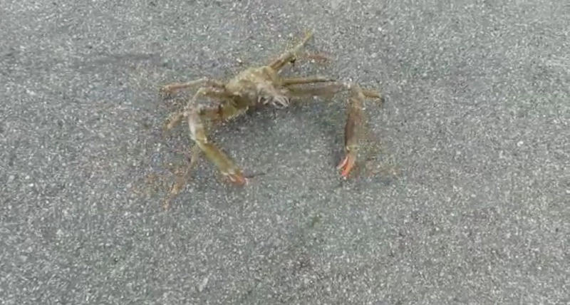 «Будто в душу смотрит»: странного краба встретили жители Курил