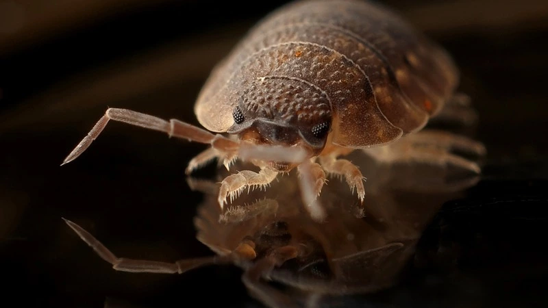 Выявлен кровосос, который кусает сахалинцев с первой группой крови