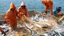 Ученые: в 2024 году в Сахалинской области выловят не менее 90 тысяч тонн рыбы