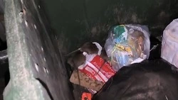 На одной из площадок десяток крыс устроил шведский стол в Корсакове