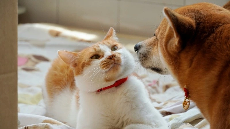 Потерянные питомцы: на Сахалине за год пропало больше 300 домашних животных