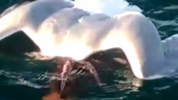 Видеофакт: осьминог напал на чайку прямо над морем