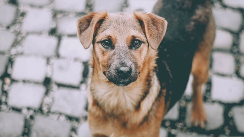 В конце октября и начале ноября в Южно-Сахалинске поймали больше 60 бездомных псов