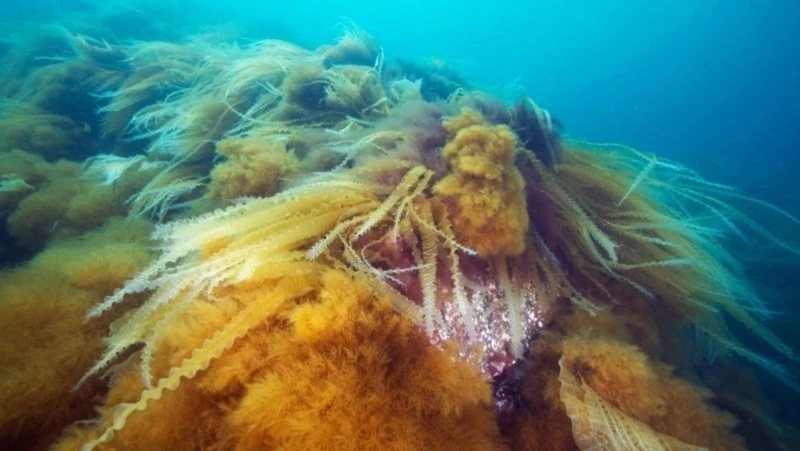 Высокая цена, низкая себестоимость: на биостанции «Анива» разрабатывают косметику из водорослей 