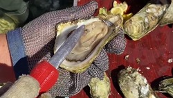 Туристы обнаружили жемчужины в устрицах из озера Буссе