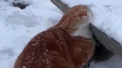 «Звезда!»: курильский бобтейл Кеша с Итурупа попозировал на камеру 