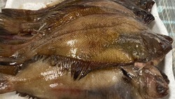 Рыбу по низким ценам предложили жителям семи районов Сахалина 22 ноября