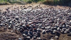 На Сахалине свалку из тухлого лосося уберут до конца октября
