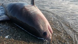 Мертвую акулу выбросило на берег села Ильинского в Томаринском районе 