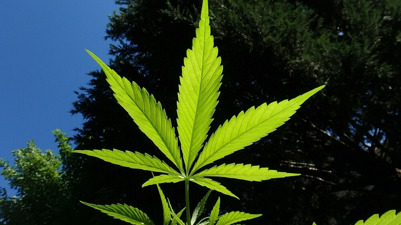 В Невельском районе обнаружены два дачных наркопритона