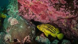 «Хозяин местных вод». Золотого ерша сфотографировали под водой на Монероне