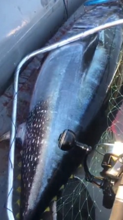 «Мечта сбылась»: друг Сумишевского поймал огромного тунца на Сахалине