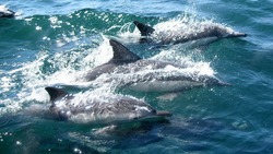 Стая дельфинов встретила туристов на юге Сахалина