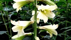 На Сахалине появилось два памятника природы регионального значения