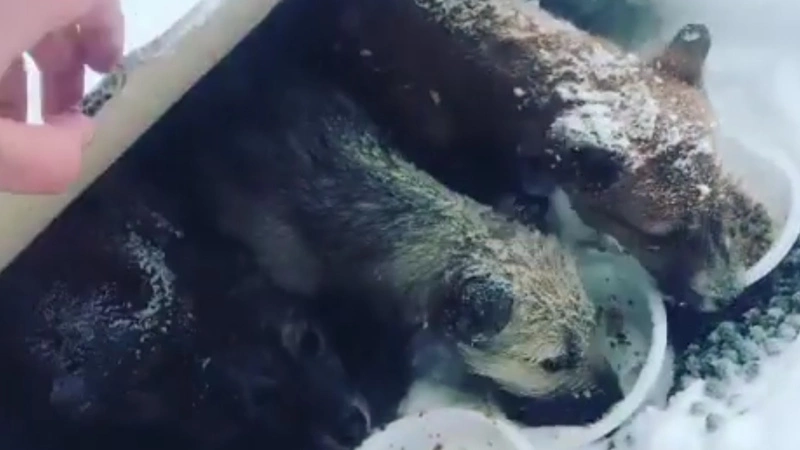 Жители Южно-Сахалинска в разгар циклона спрятали щенков в запечатанной коробке в сугробе