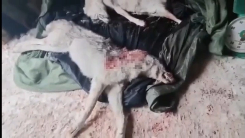 Охотники подстрелили двух крупных волков на Сахалине