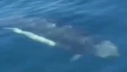 Морские свиньи помешали ловить рыбу сахалинскому блогеру: ВИДЕО