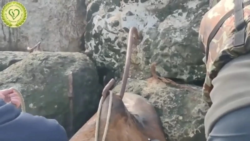 Ломал себе ребра и истекал кровью: краснокнижный сивуч погиб мучительной смертью на Сахалине