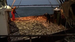 Экспорт рыбы с Дальнего Востока продолжает расти