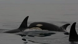 Ученые Курильского заповедника изучают язык косаток