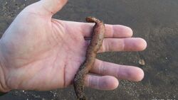 Сахалинские ученые прокомментировали массовый выброс морских червей на Парамушире